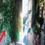 Homem encontra a casa invadida por plantas após 7 meses de viagem