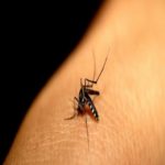 Instituto Butantan fará vacina para chikungunya com empresa europeia