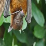 Vírus em morcego rechaça teoria de que Sars-CoV-2 é criação humana
