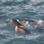 Cientistas fazem rara gravação dos sons de baleias narvais, ouça