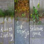 As pessoas usam giz para escrever nomes de plantas nas calçadas para ajudar as pessoas a se conectarem com a natureza – ‘Mais que ervas daninhas’