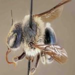 Conservacionistas se regozijam com a descoberta de espécies de abelhas azuis ‘ultra-raras’ anos após a primeira observação