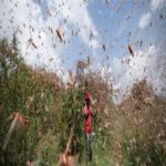 Infestação de gafanhotos na África: resultado de mudanças climáticas?