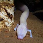 Após dormir por 7 anos, salamandra acorda em caverna na Bósnia e Herzegovina