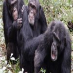 Osso misterioso no coração de alguns chimpanzés trouxe grandes questões