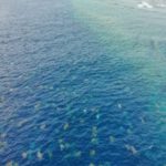 Imagem de colônia de 64 mil tartarugas marinhas é capturada por drone
