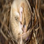 Cientistas encontram um ”botão cerebral” que faz com que ratos entrem em hibernação