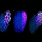 Modelo de embriões humanos de células-tronco mostra estágios invisíveis do nosso desenvolvimento
