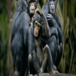 As fêmeas de chimpanzés tem um papel muito mais importante do que era imaginado