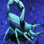Cientistas tentam entender composto fluorescente em escorpiões