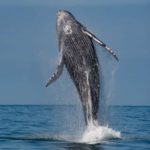 Pesquisadores flagram saltos de baleia jubarte na Ilhabela