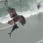 Vídeo viral mostra ave de rapina capturando um peixe parecido com tubarão com suas garras