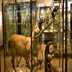 7 museus brasileiros de história natural que você precisa conhecer