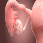 Vídeo genial mostra como é a vida do útero desde a primeira menstruação