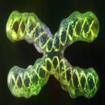 Cientistas finalmente conseguiram sequenciar um cromossomo humano completo