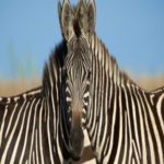 Ninguém parece concordar de qual zebra é a cabeça nessa ilusão de ótica