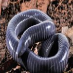 Pela primeira vez, glândulas de veneno parecidas com as de serpentes são encontradas em anfíbios.