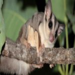 Cientistas descobriram duas novas espécies de mamífero australiano