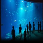 Ozeaneum, Foundation German Oceanographic Museum – Tour Online