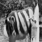 Por que winston churchill mandava pintar as vacas da Inglaterra nos anos 1940?