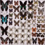 Insect Museum of West China – Tour Online
