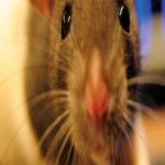 Cientistas conseguiram devolver a visão a ratos cegos sem cirurgia e podem dar esperanças para humanos