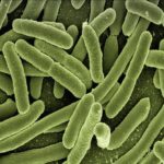 Bactérias ‘avisam’ outras sobre ataque de antibiótico quando morrem