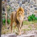 Zoológico de Maryland – Tour Online