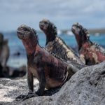 Animais do arquipélago de Galápagos – Tour Virtuais