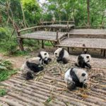 Base de Pesquisa de Criação de Panda Gigante de Chengdu – Tour Virtual