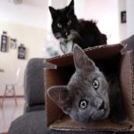 Por que gatos amam caixas de papelão?