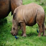 Sem rinocerontes brancos machos do norte, 10 ovos viáveis ​​oferecem a esperança de sobrevivência das espécies por meio da transferência de embriões
