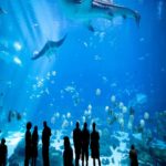 Georgia Aquarium – Tour Online