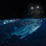 Panorama dividido do tubarão-baleia – Tour Virtual