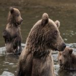 Ursos de Kamchatka. Rio Kambalnaya – Tour Virtual