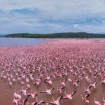Flamingo, Kenya, Lake Bogoria – Tour Virtual