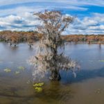 Pântanos de ciprestes calvos, Louisiana-Texas, EUA – Tour Virtual