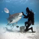 Alimentação de tubarões. Bahamas – Tour Virtual