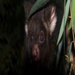 Cientistas australianos descobrem dois novos mamíferos