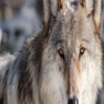 Em votação histórica, os coloradanos dão seu aval para que os lobos cinzentos sejam reintroduzidos a oeste das Montanhas Rochosas