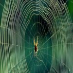 Aranhas no espaço mostram coisas estranhas que acontecem com as teias em microgravidade