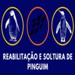 Reabilitação e Soltura de Pinguim – Evento Online