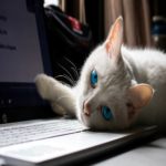 Por que gatos adoram deitar no teclado do computador?