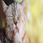 Por que os gatos têm línguas ásperas?