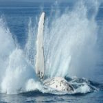 Baleia jubarte sobrevive a ataque de gangues de orcas