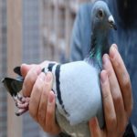 Autoridades da Austrália querem sacrificar pombo que viajou sozinho dos EUA a Melbourne