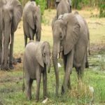 Elefantes têm mecanismos de defesa naturais contra o câncer