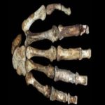 Evidências sugerem que humanos antigos tiveram ferramentas de pedra antes de polegares opositores