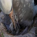 Sabedoria, o albatroz mais antigo do mundo, dá boas-vindas ao seu mais novo filhote