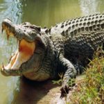 Por que os crocodilos mal mudaram ao longo de milhões de anos?
